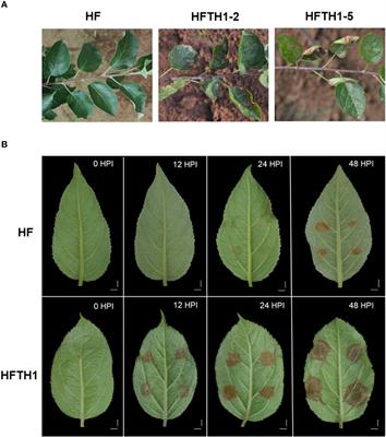 Insertion of a TRIM-like sequence in MdFLS2-1 promoter is associated with its allele-specific expression in response to Alternaria alternata in apple